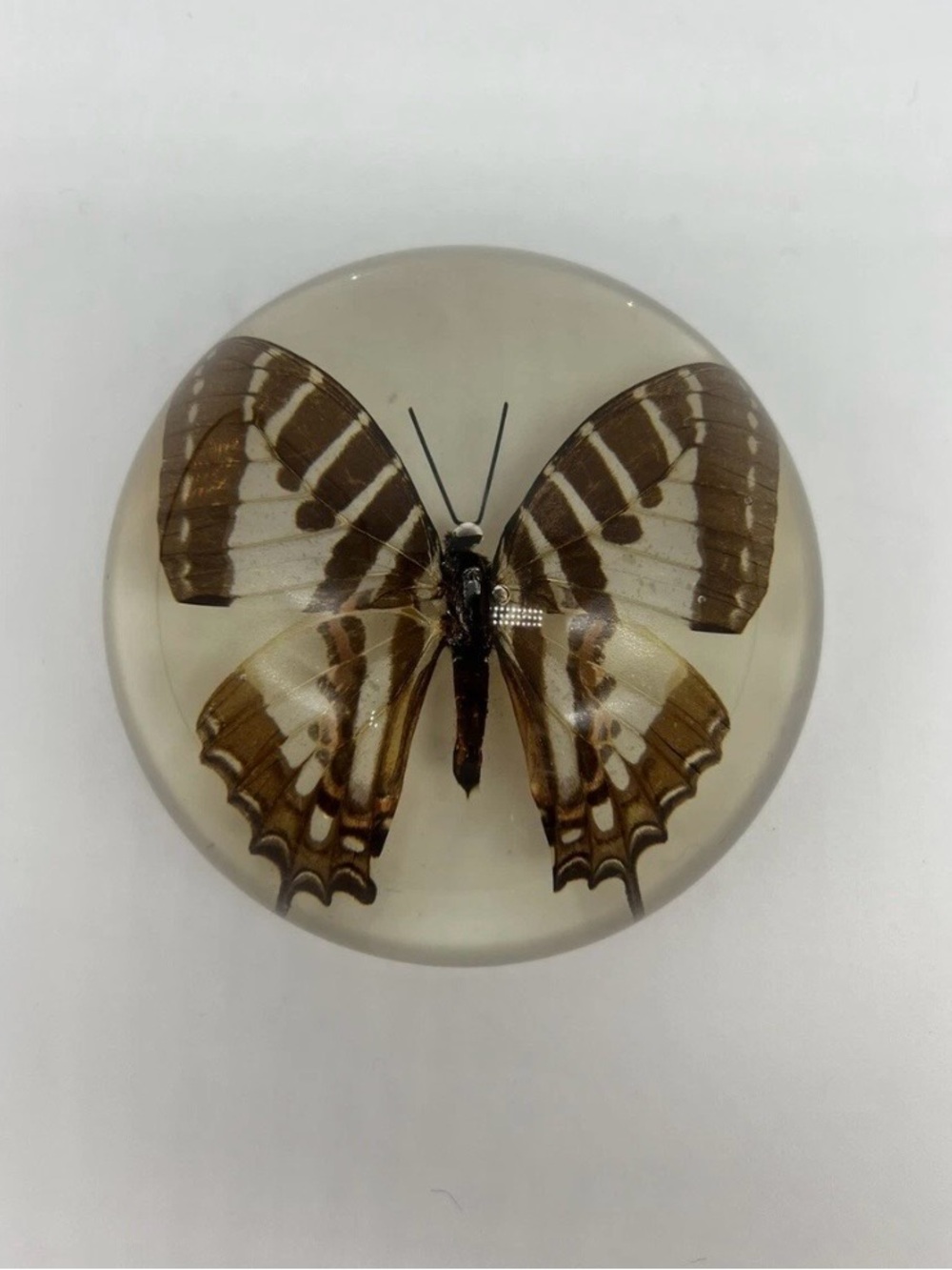 Vintage Real Butterfly Lucite Paperweight 3.5".